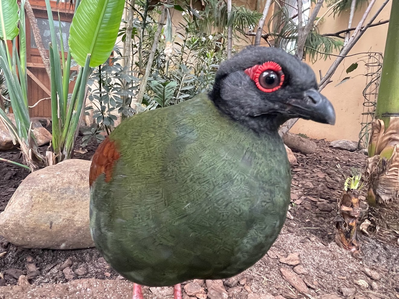 Zoo Braunschweig- female crested wood partridge- 2024