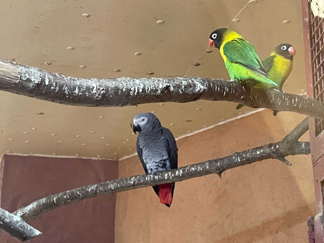 Zoo Braunschweig- greay parrot and masked lovebird- 2024