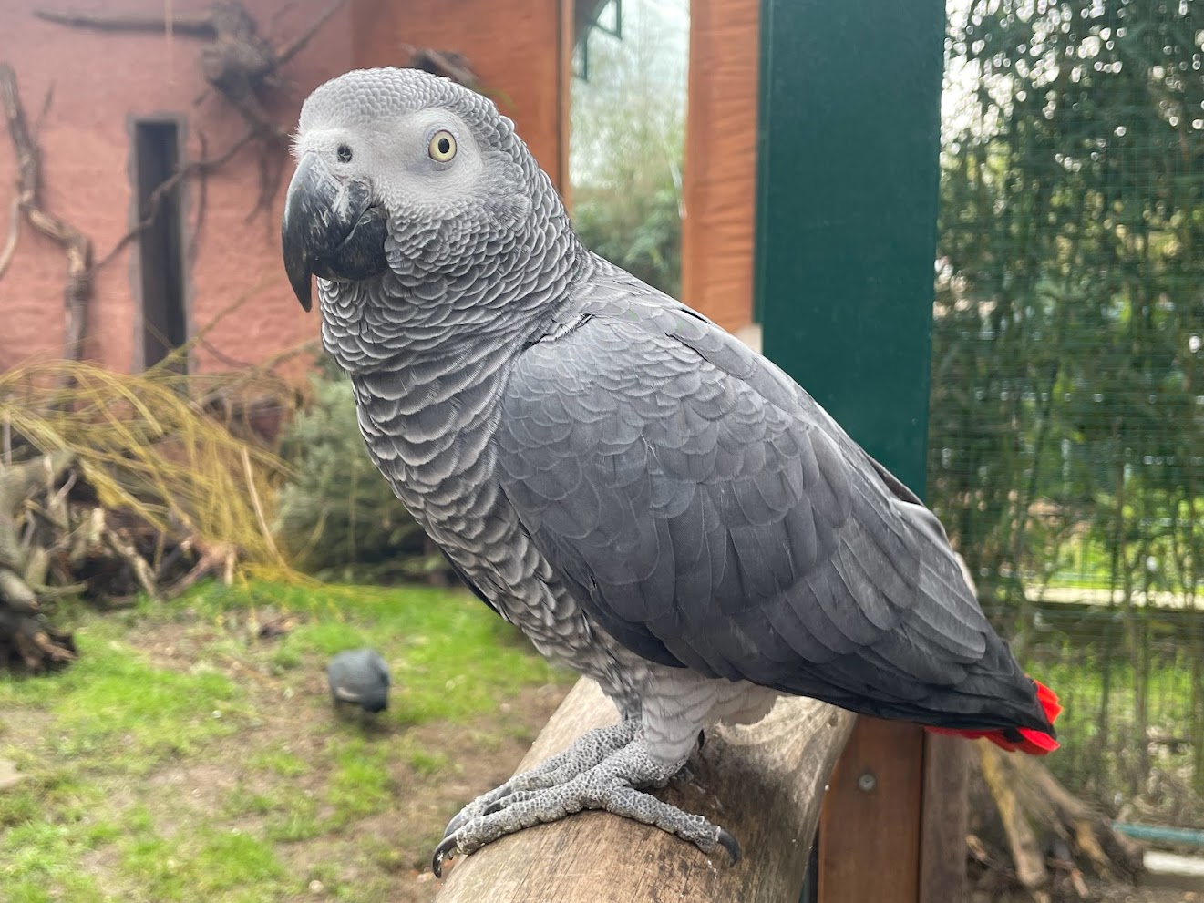Zoo Braunschweig- grey parrot- 2024