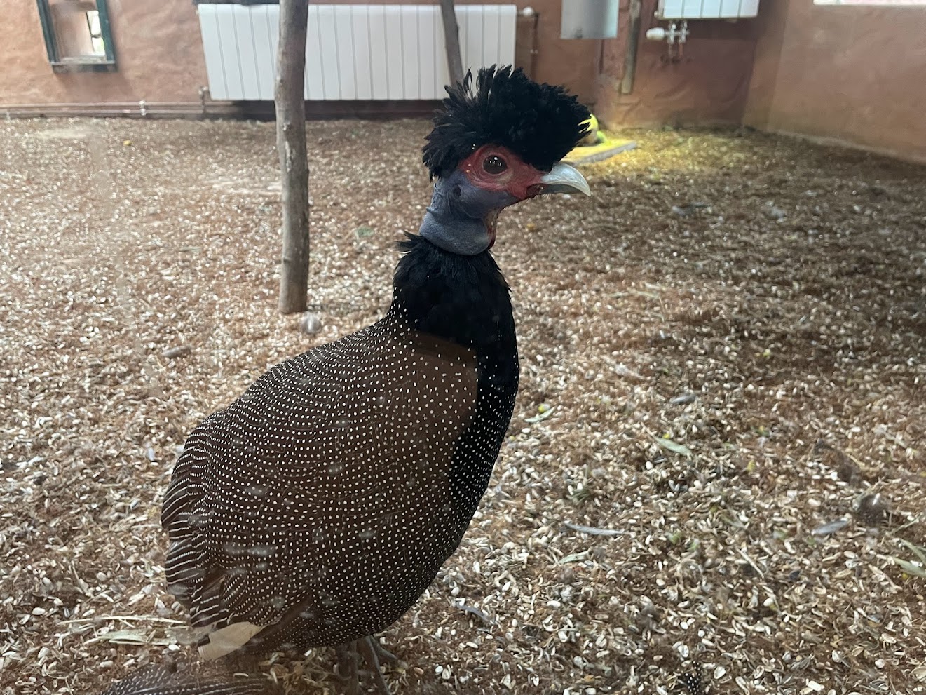 Zoo Braunschweig- Kenya guinea fowl- 2024