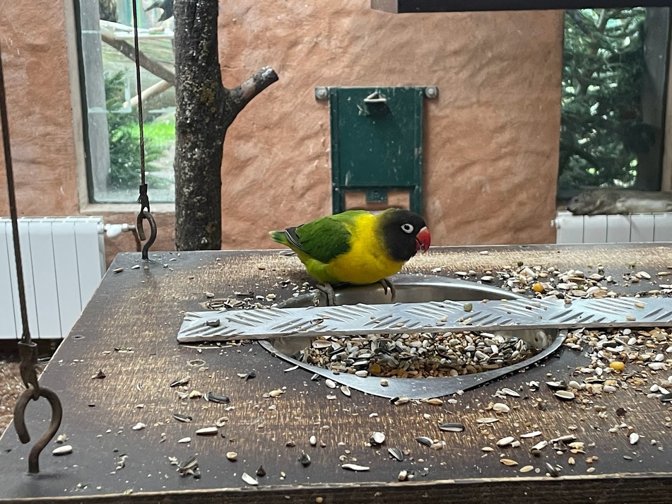 Zoo Braunschweig- masked lovebird- 2024