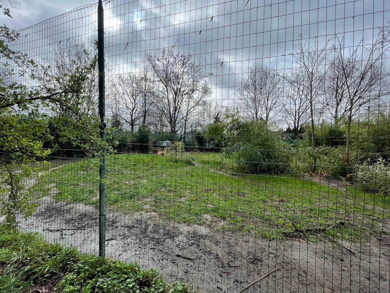 Zoo Braunschweig- one of three cheetah enclosures- 2024