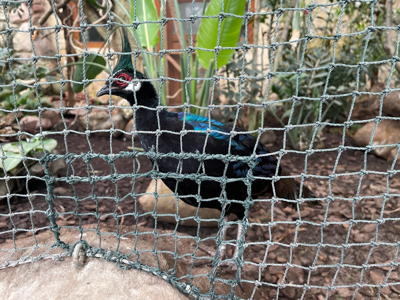 Zoo Braunschweig- Palawan peacock-pheasant- 2024
