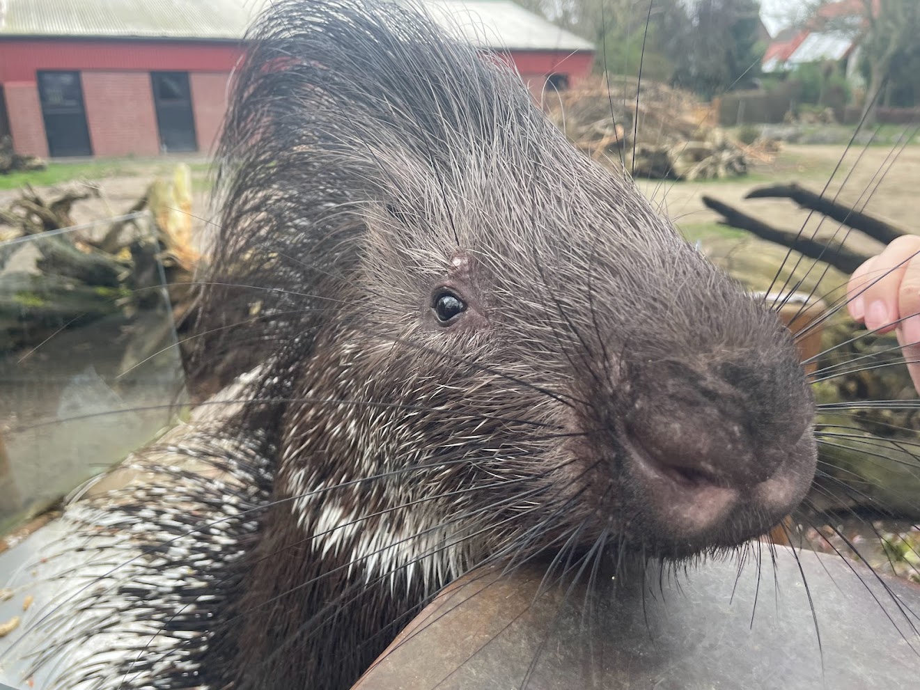 Zoo Braunschweig- porcupine- 2024