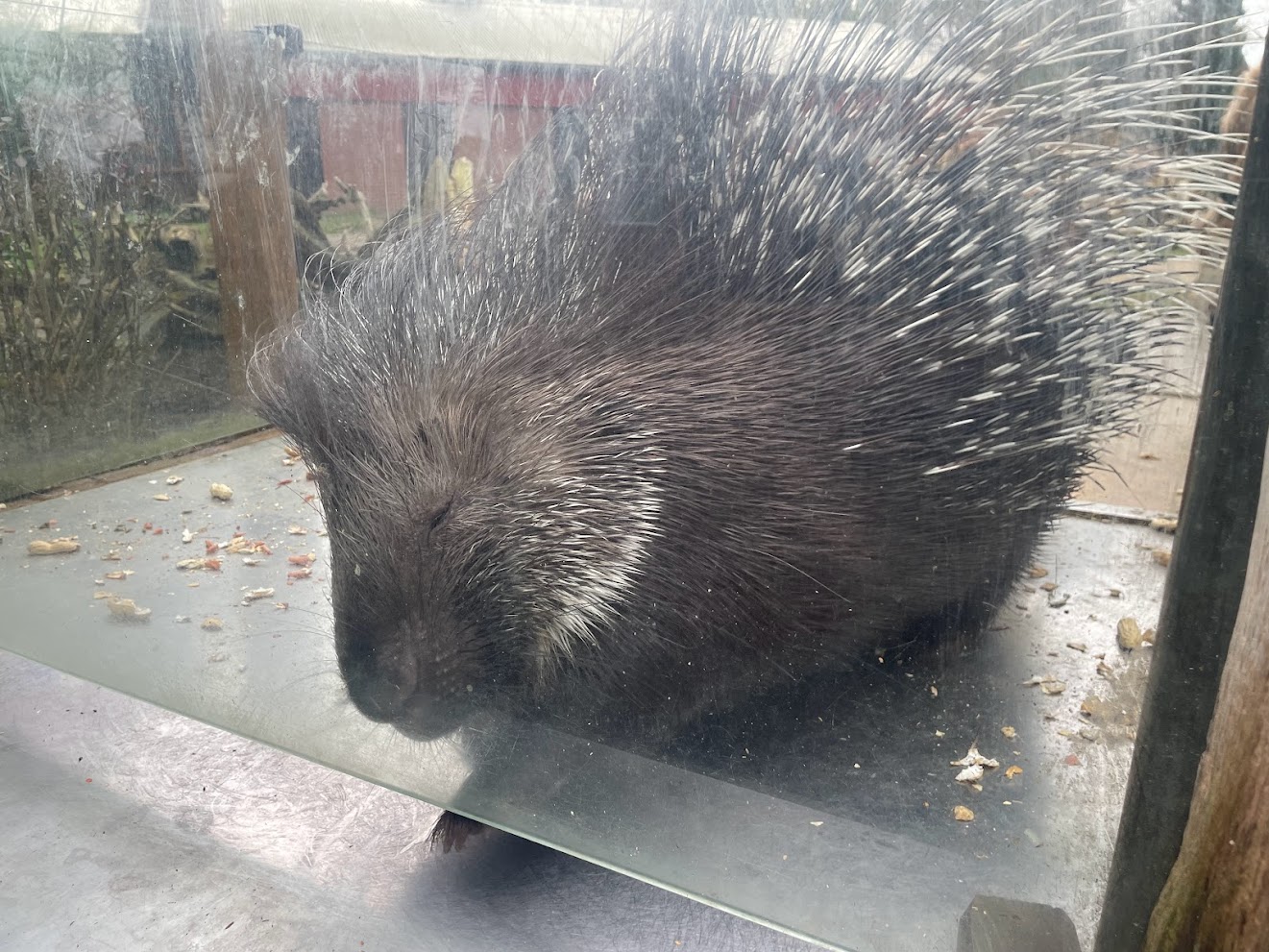 Zoo Braunschweig- porcupine at feeding station- 2024