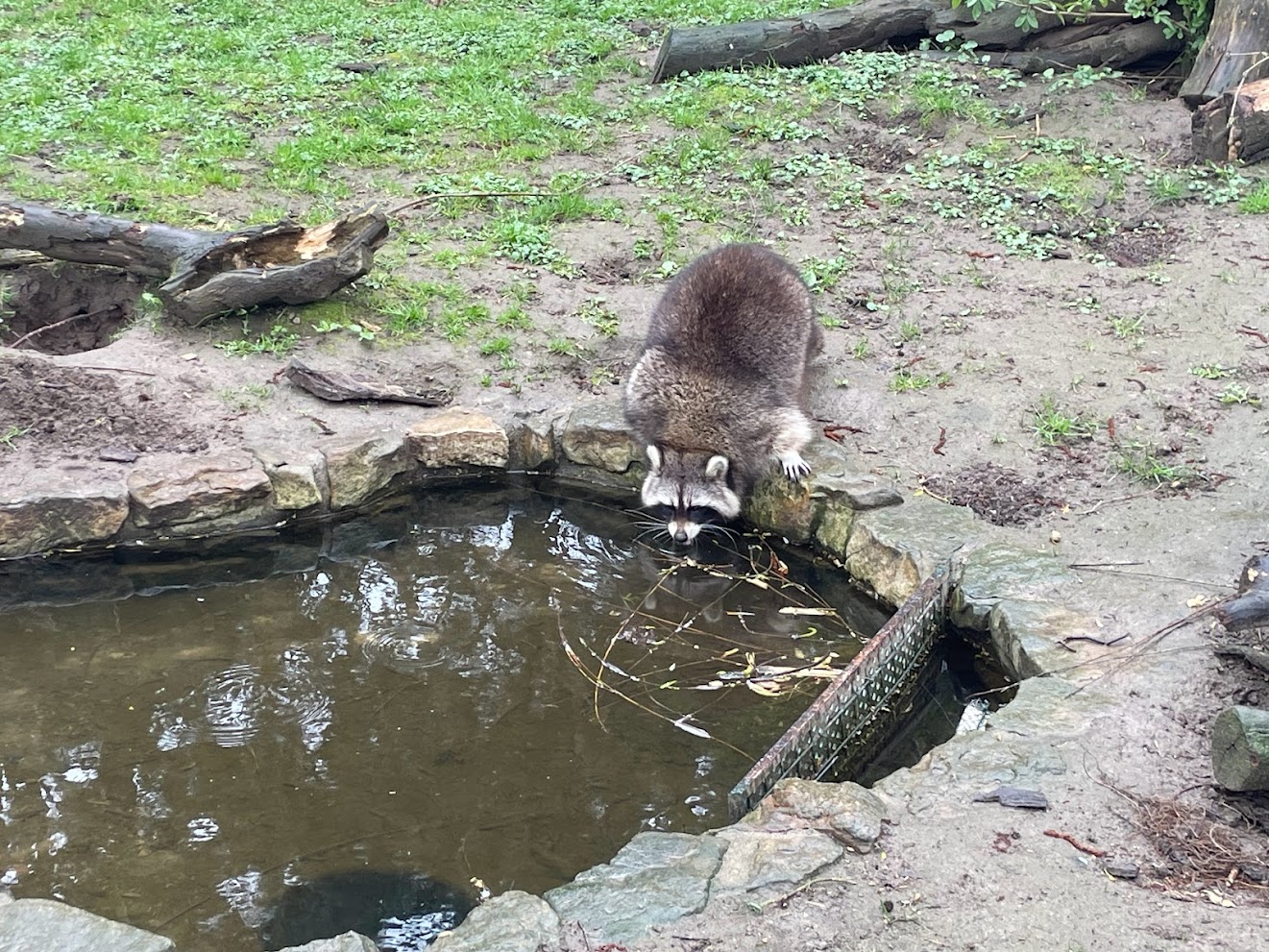 Zoo Braunschweig- raccoon drinking- 2024