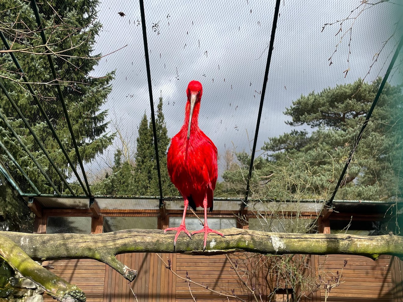 Zoo Braunschweig- scarlet ibis- 2024