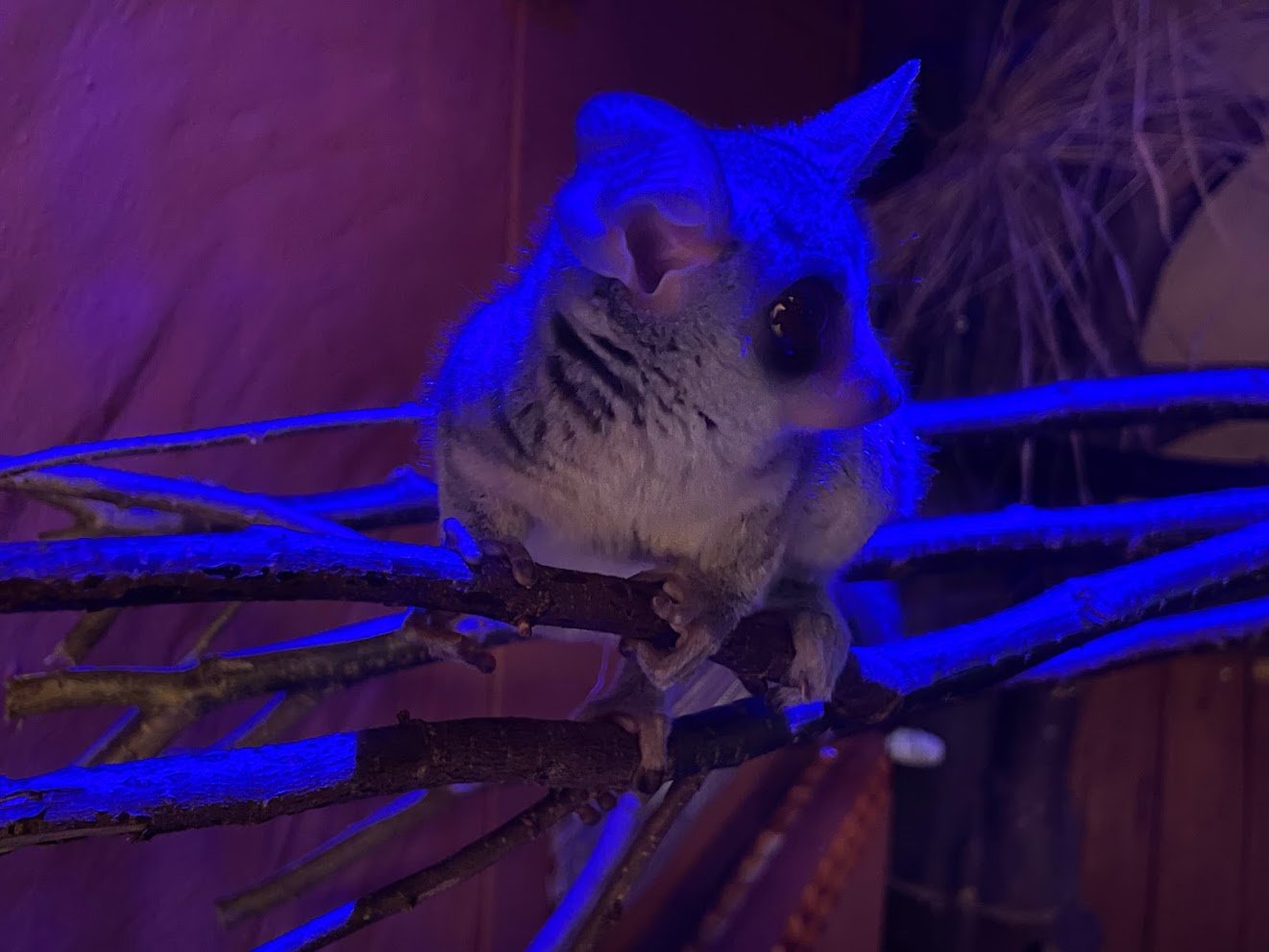 Zoo Braunschweig- Senegal galago- 2024