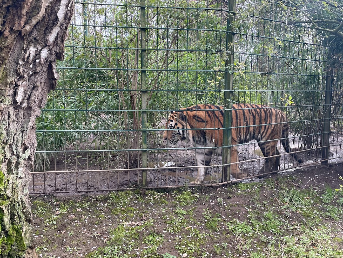 Zoo Braunschweig- Siberian tiger- 2024