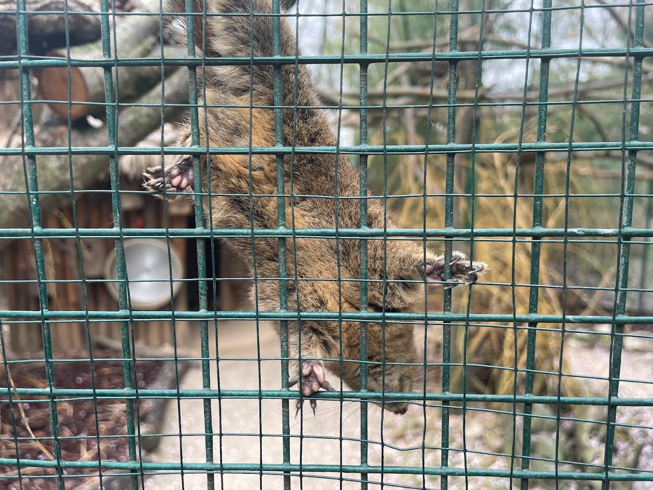 Zoo Braunschweig- squirrel- 2024