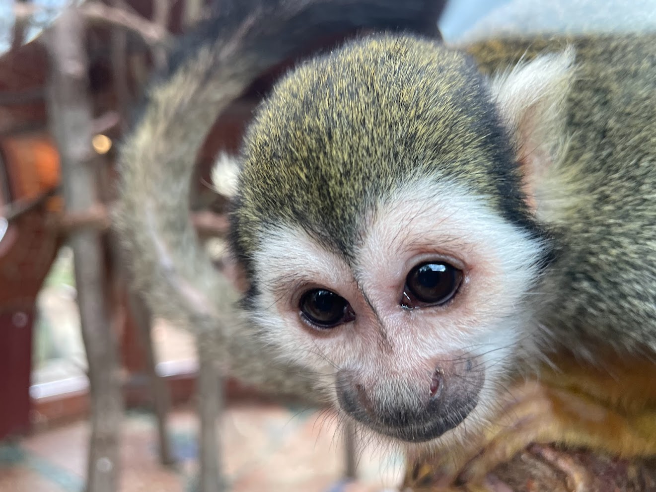 Zoo Braunschweig- squirrel monkey- 2024