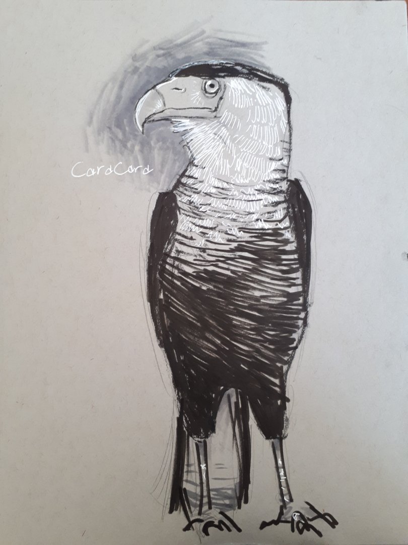 Zoo Caracara drawing