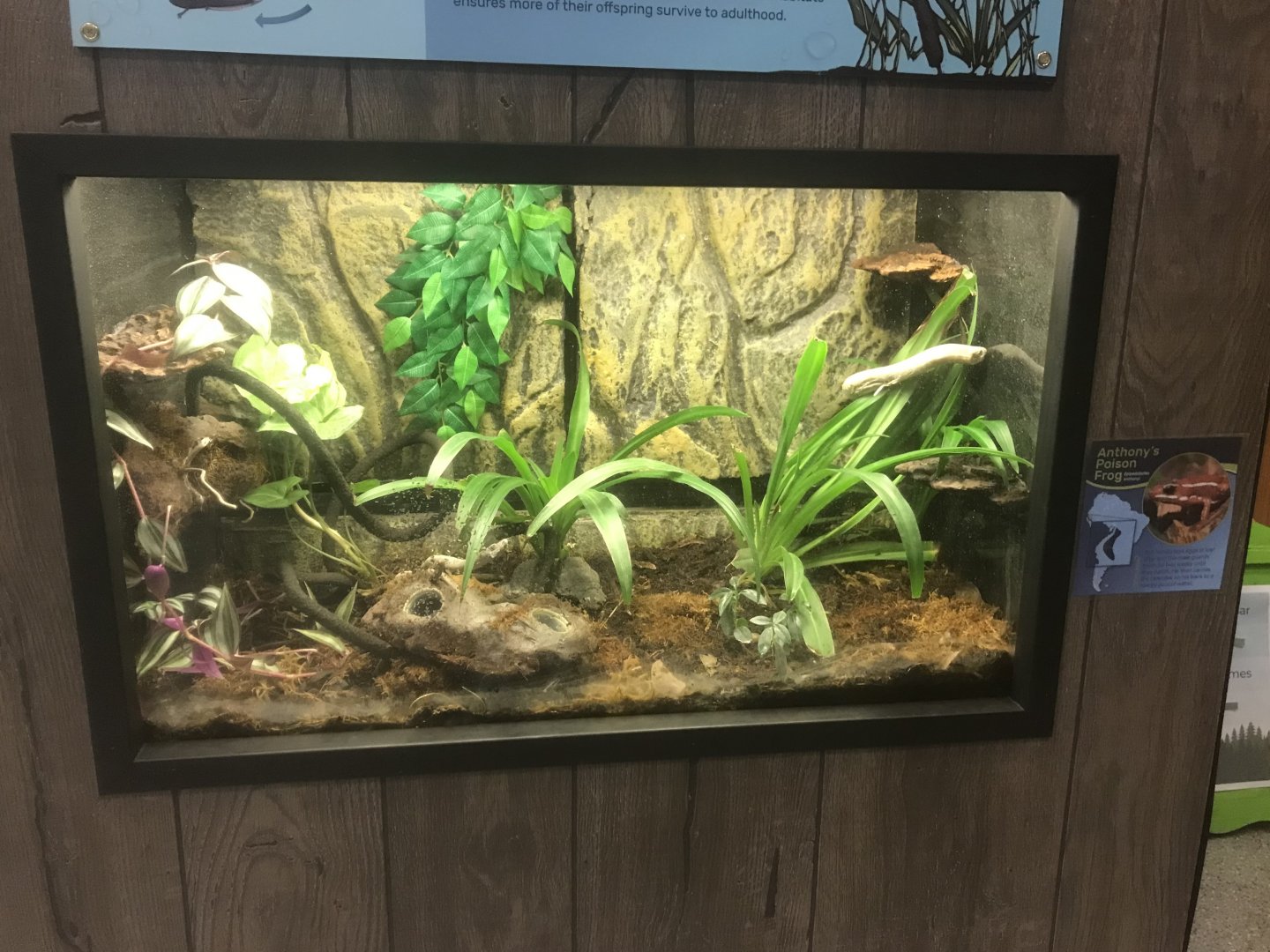 Zoo Center - Anthony’s Poison Dart Frog Terrarium