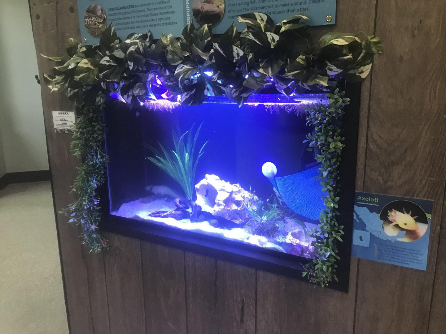Zoo Center - Axolotl Terrarium