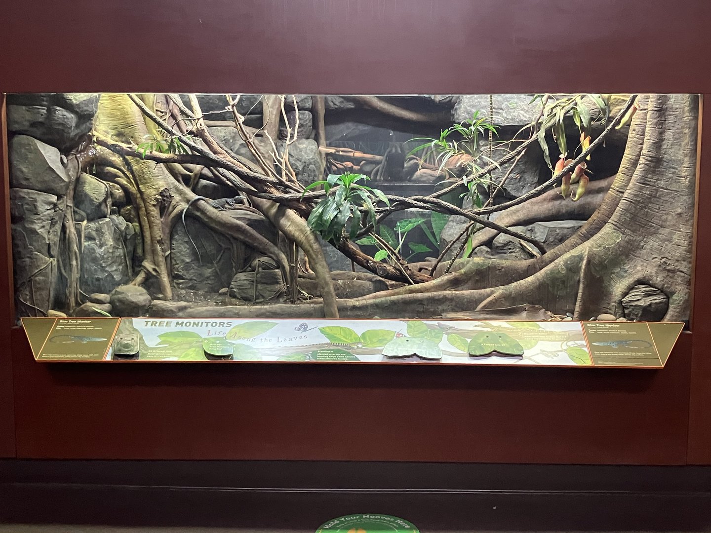 Zoo Center - Blue Tree Monitor Exhibit