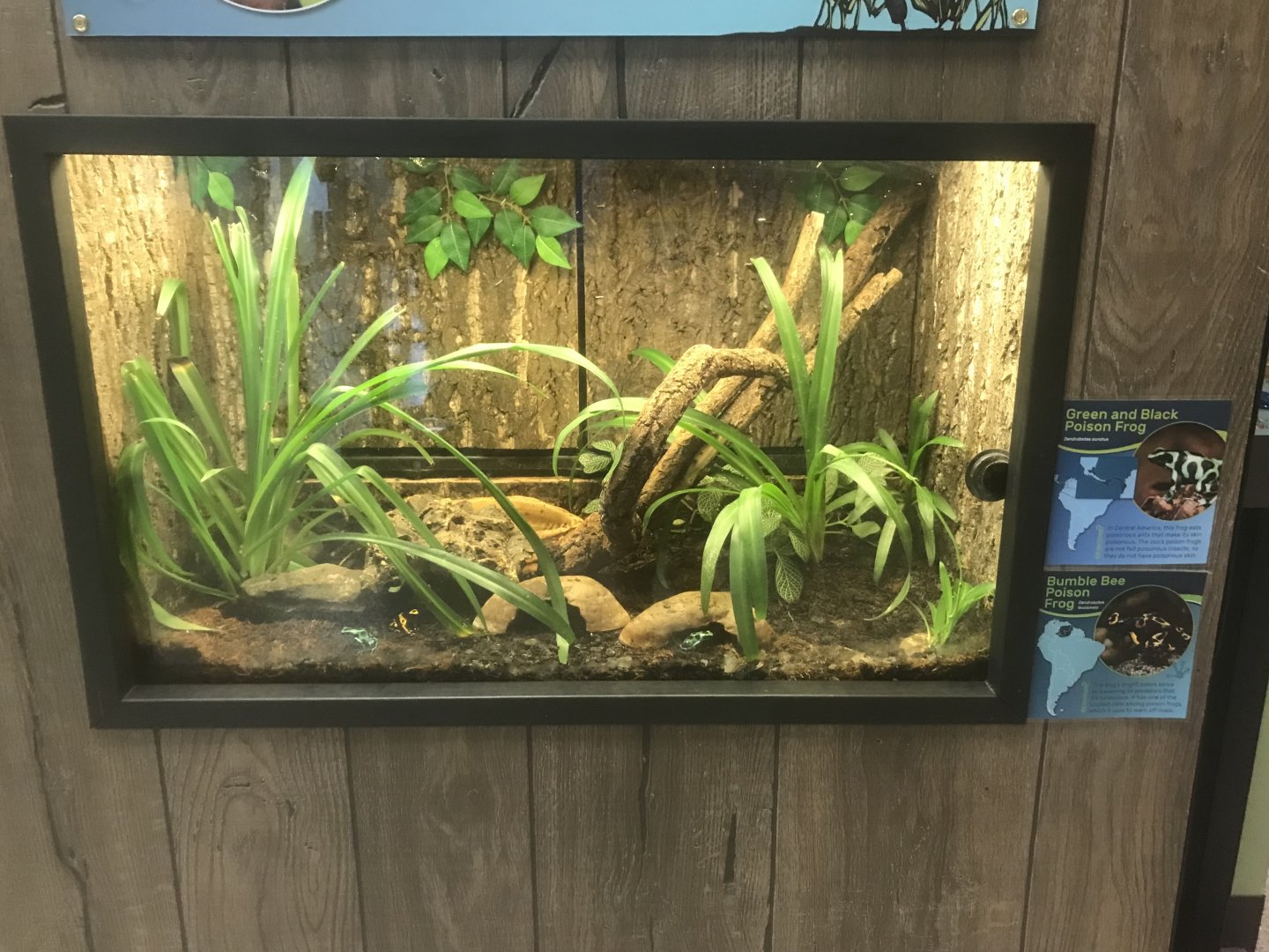 Zoo Center - Bumblebee Poison Dart Frog/ Green & Black Poison Dart Frog Terrarium