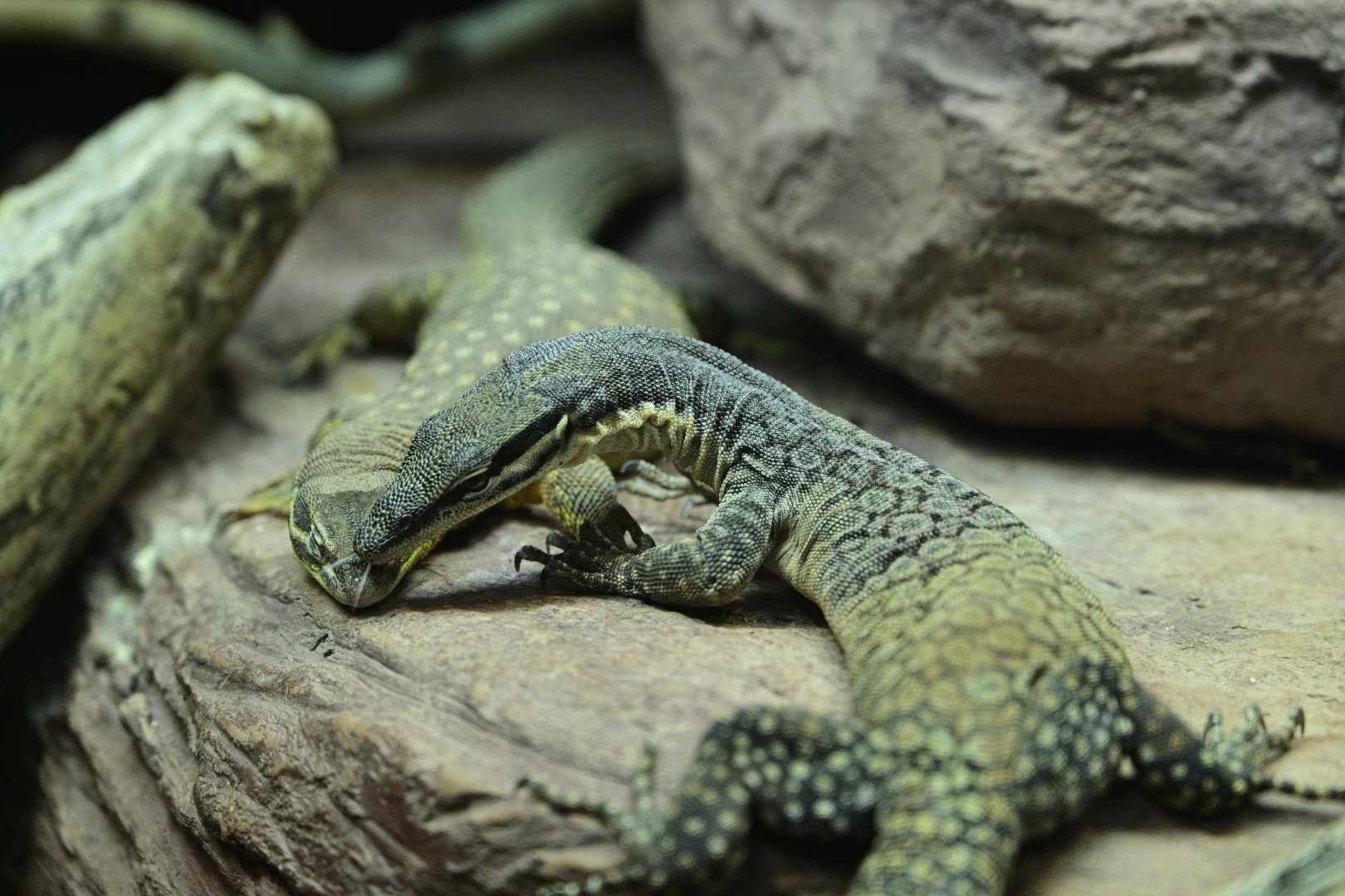 Zoo Center - Kimberley Rock Monitor (Varanus glauerti) and Ridge-tailed Monitor (Varanus acanthurus)