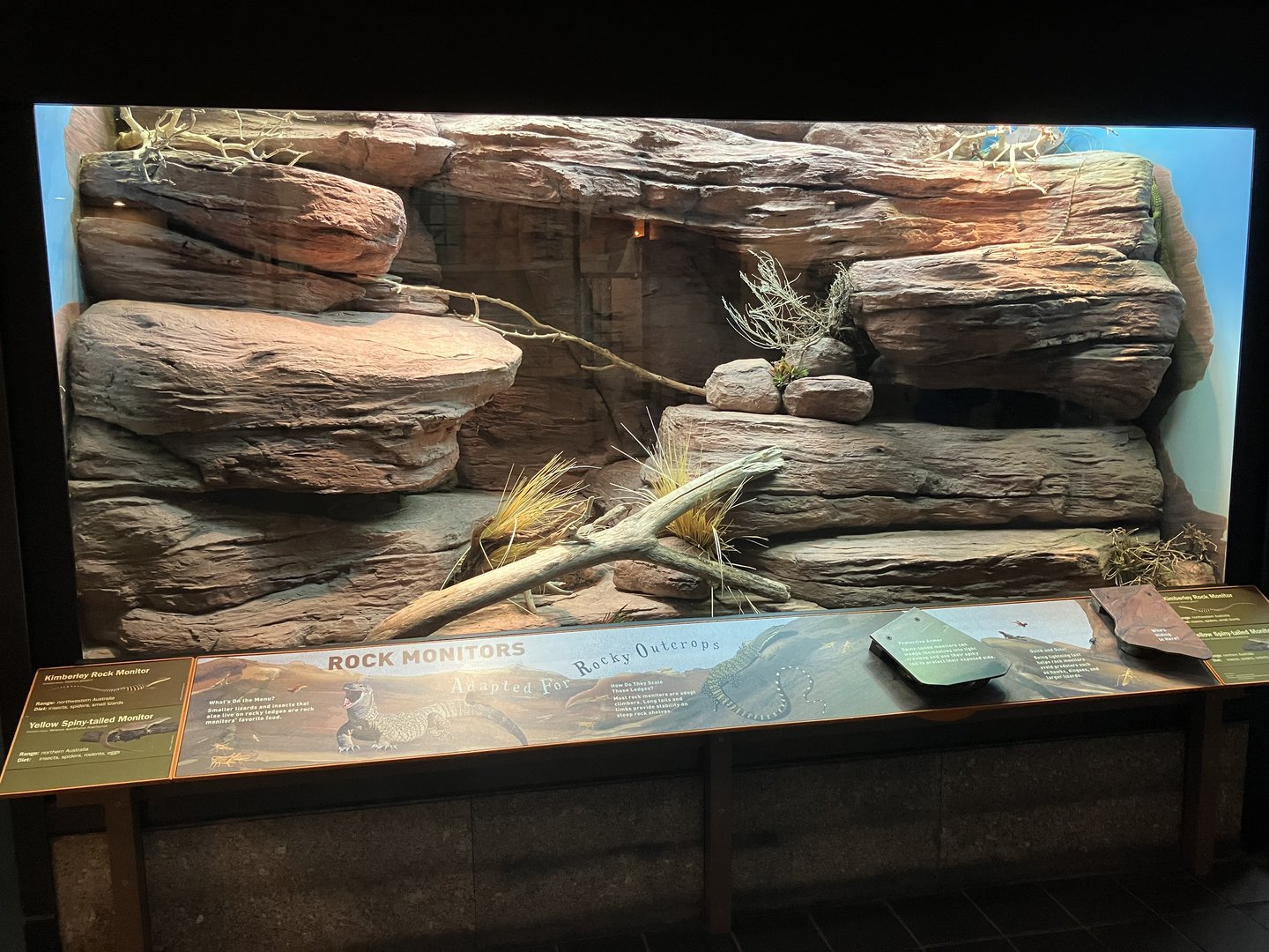 Zoo Center - Kimberly Rock Monitor/Yellow Spiny-Tailed Monitor Exhibit