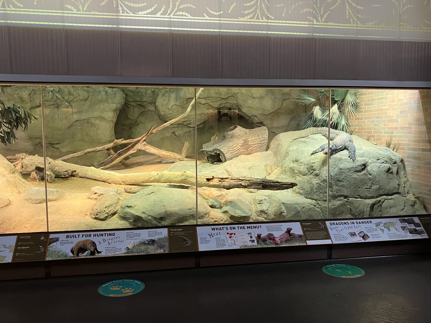 Zoo Center - Komodo Dragon Exhibit