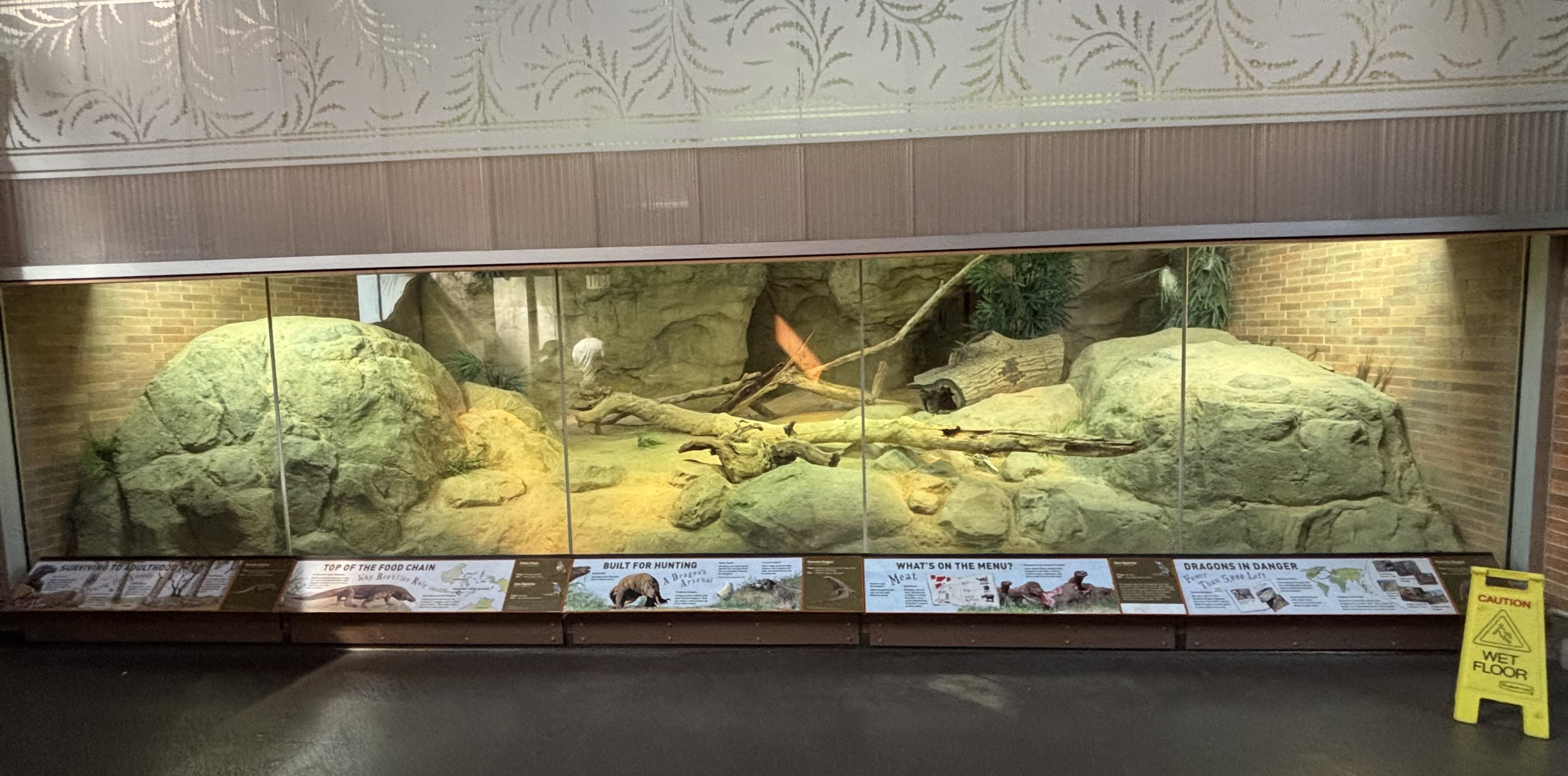 Zoo Center - Komodo Dragon Indoor Exhibit