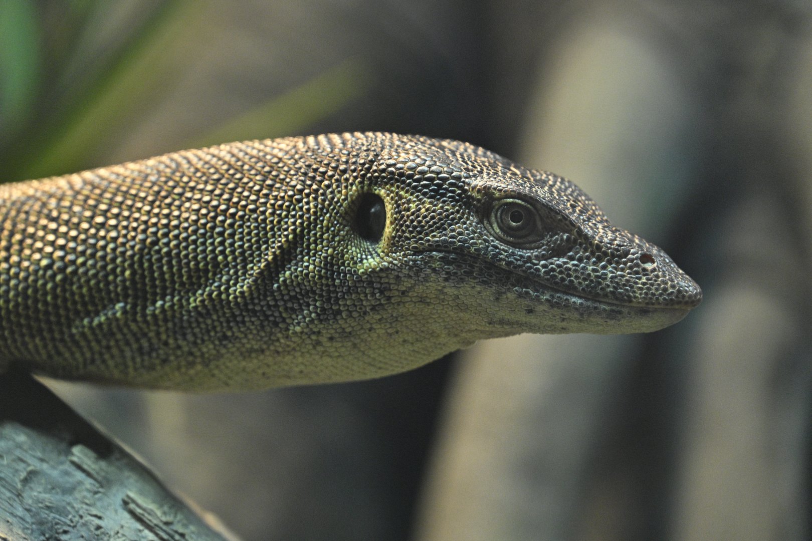 Zoo Center - Mertens' Water Monitor (Varanus mertensi)