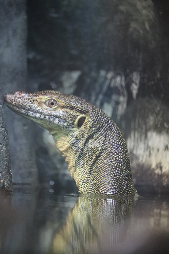 Zoo Center - Mertens Water Monitor