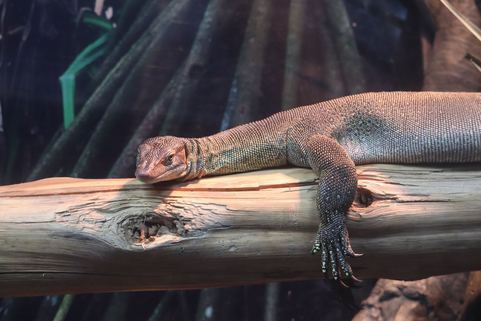 Zoo Center - Mertens’s Water Monitor
