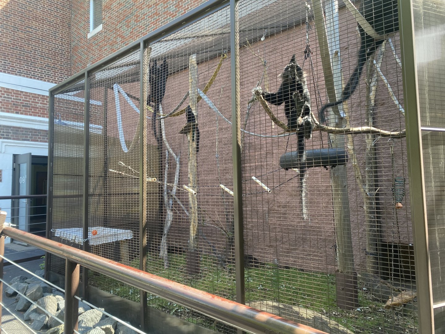Zoo Center - Outdoor Black-Created Mangabey Exhibit