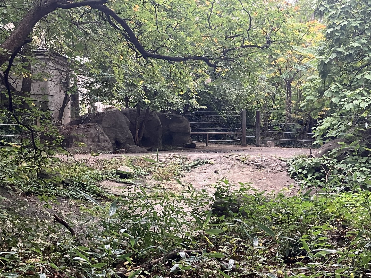 Zoo Center - Outdoor White Rhino Exhibit