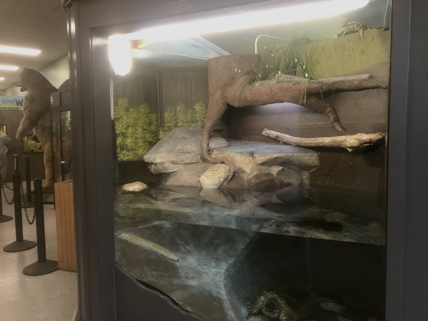 Zoo Center - Repainted Common Snapping Turtle Exhibit