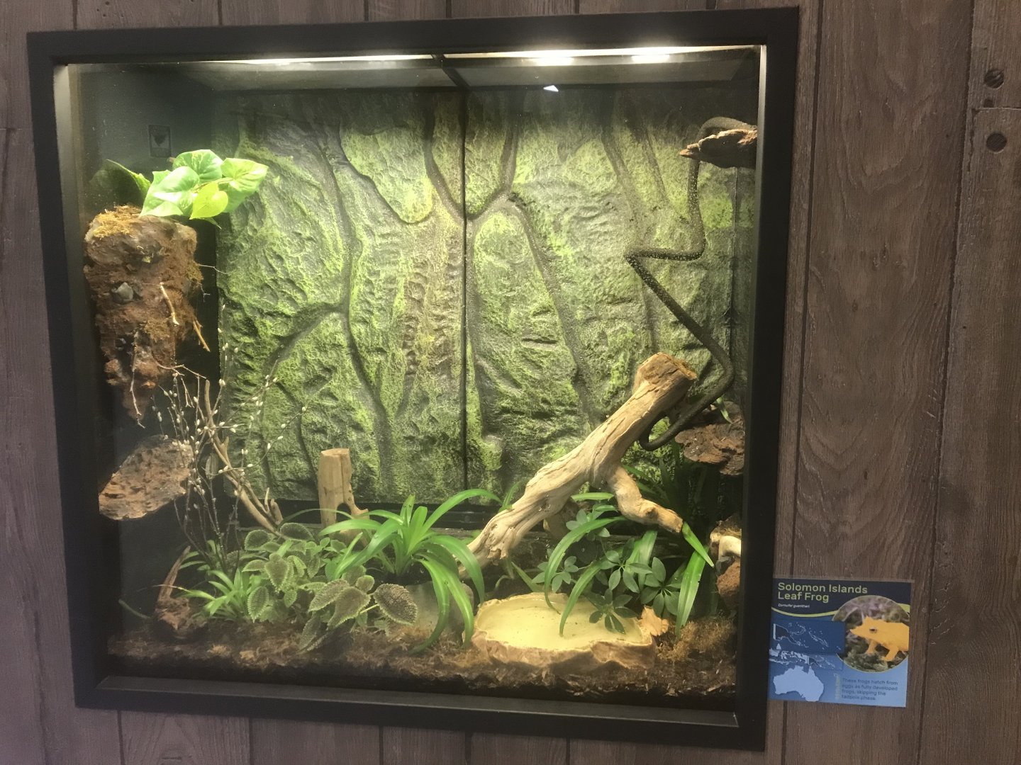 Zoo Center - Solomon Islands Leaf Frog Terrarium