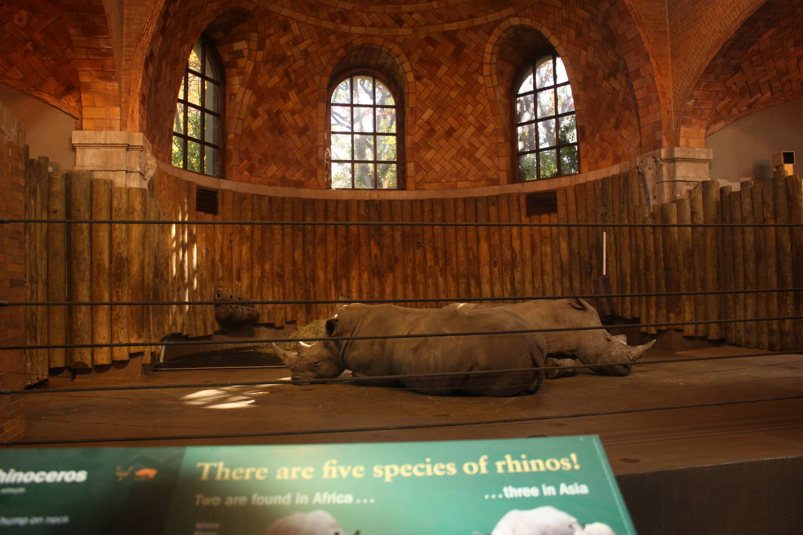 Zoo Center- White Rhinoceros Exhibit