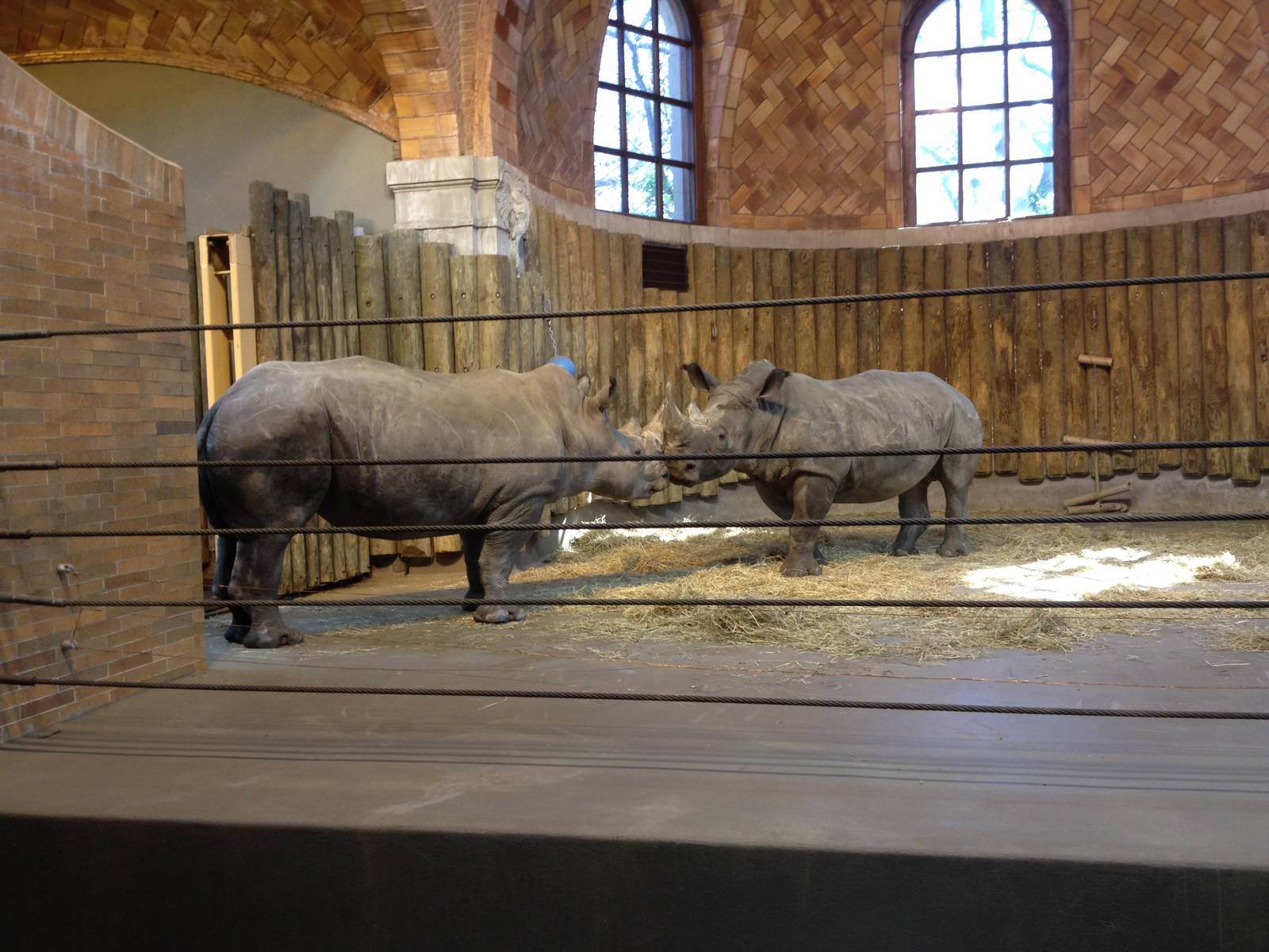 Zoo Center - White Rhinoceroses