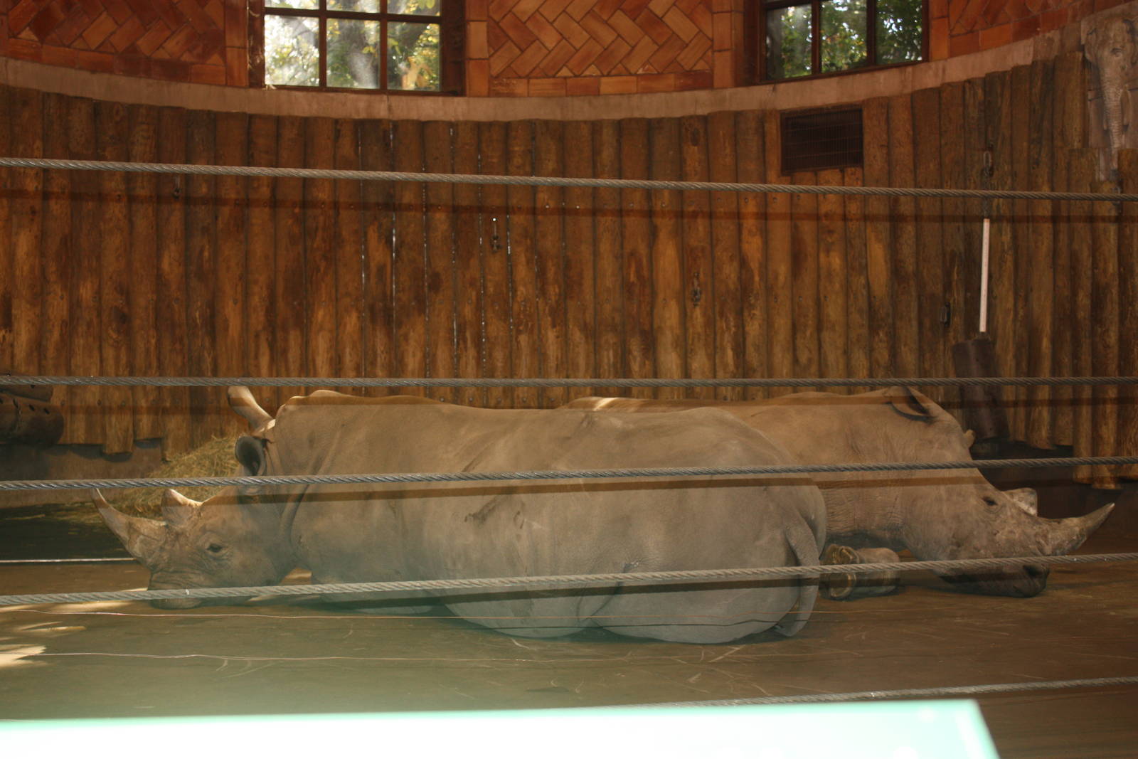 Zoo Center- White Rhinos