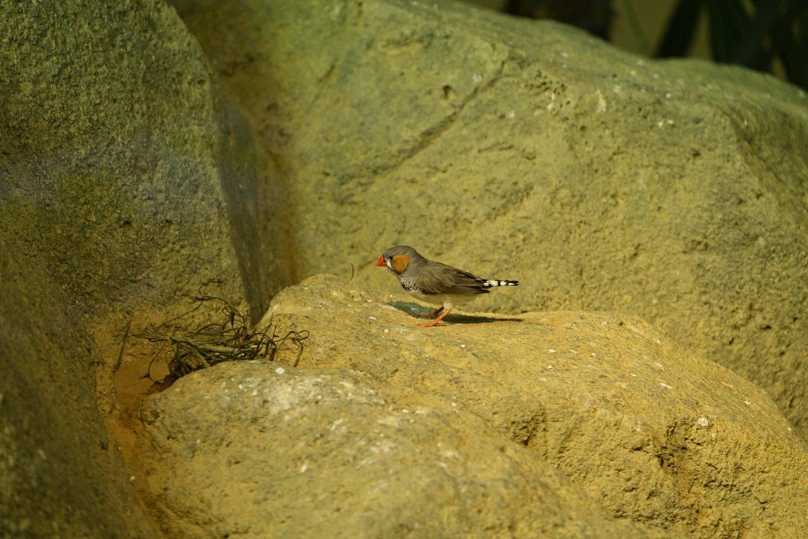 Zoo Center - Zebra Finch (Taeniopygia guttata)