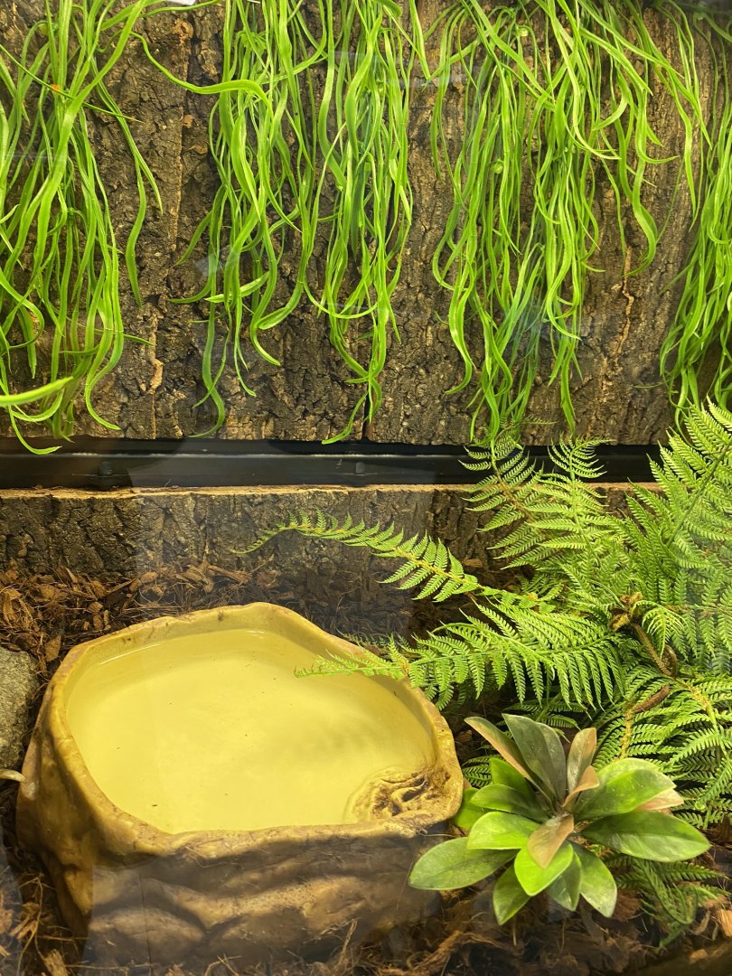 Zoo central- African bullfrog terrarium