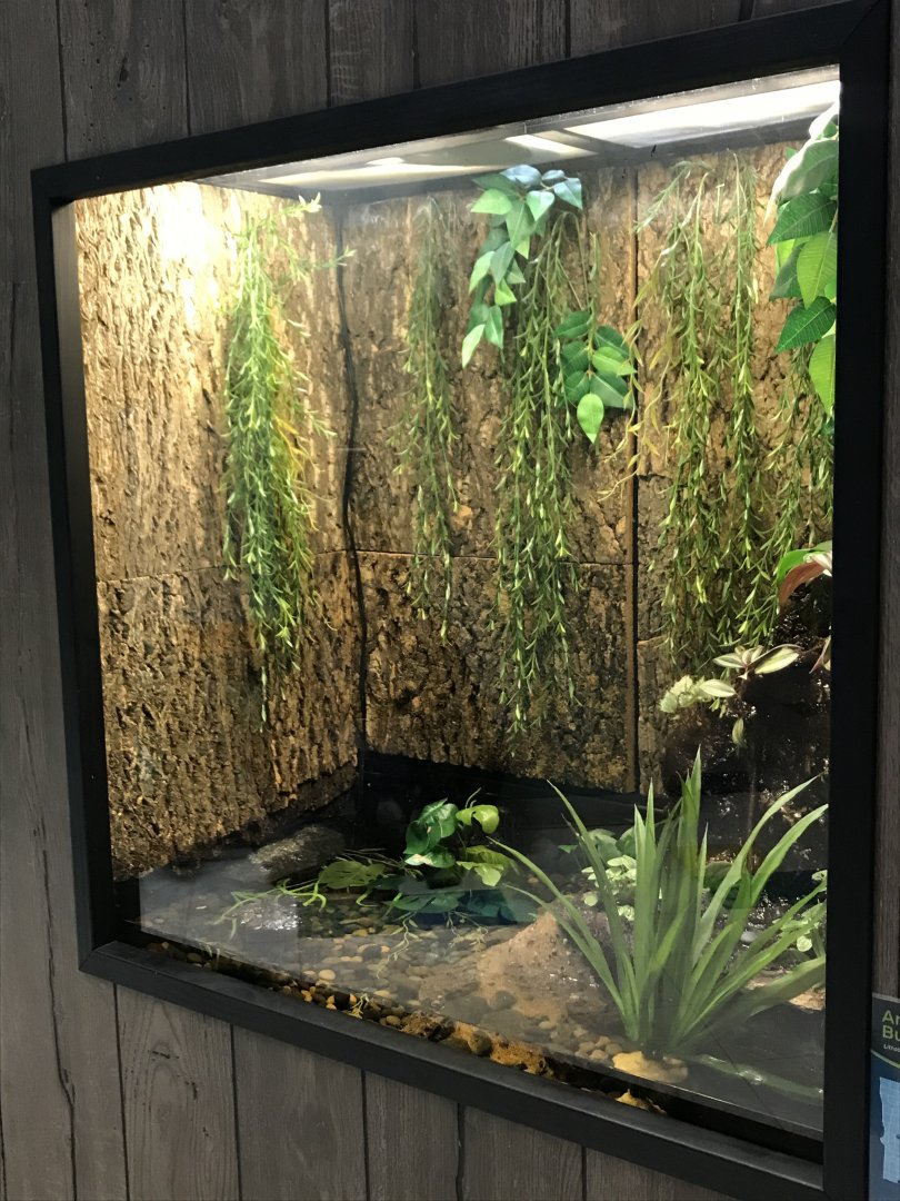 Zoo Central- American bullfrog terrarium