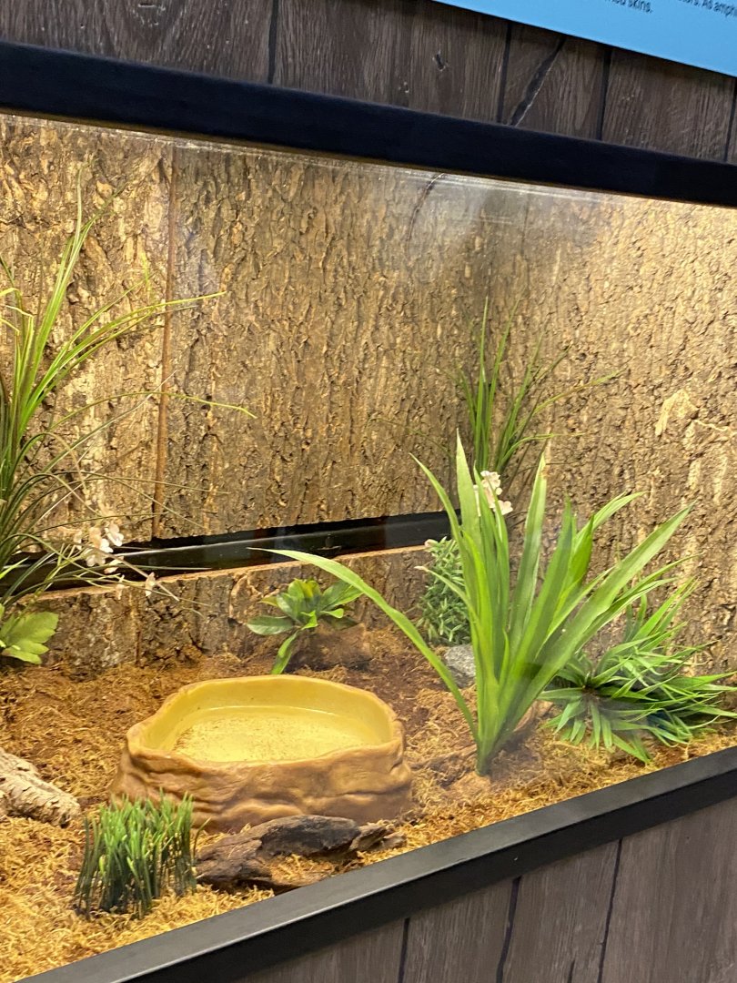 Zoo central- American toad terrarium