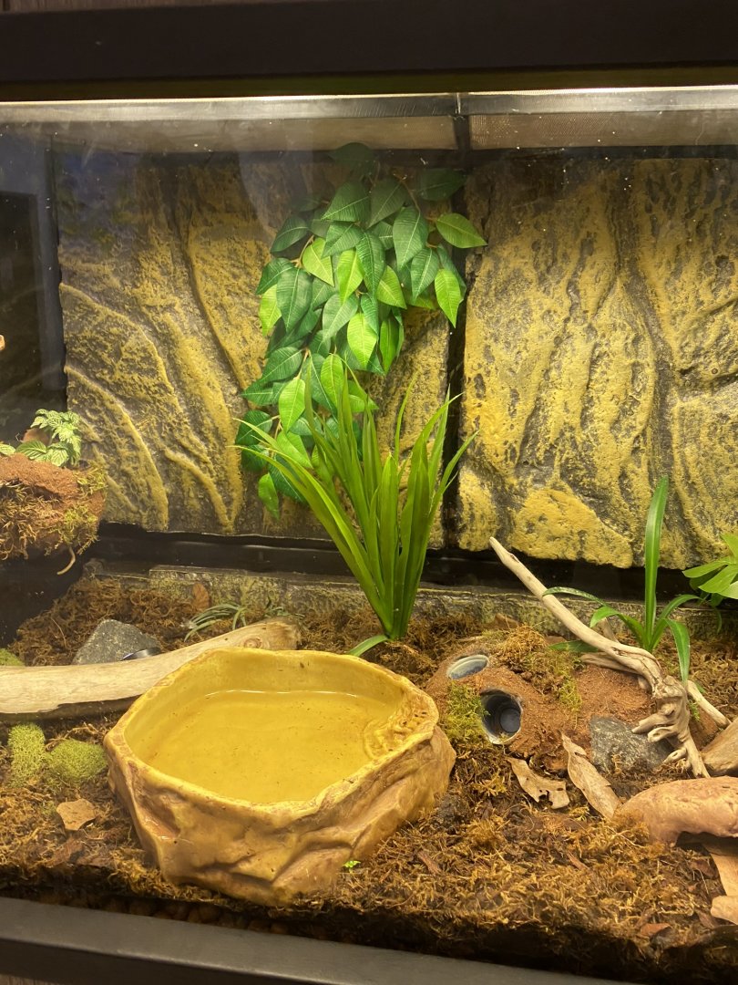 Zoo central- Anthony’s poison dart frog terrarium