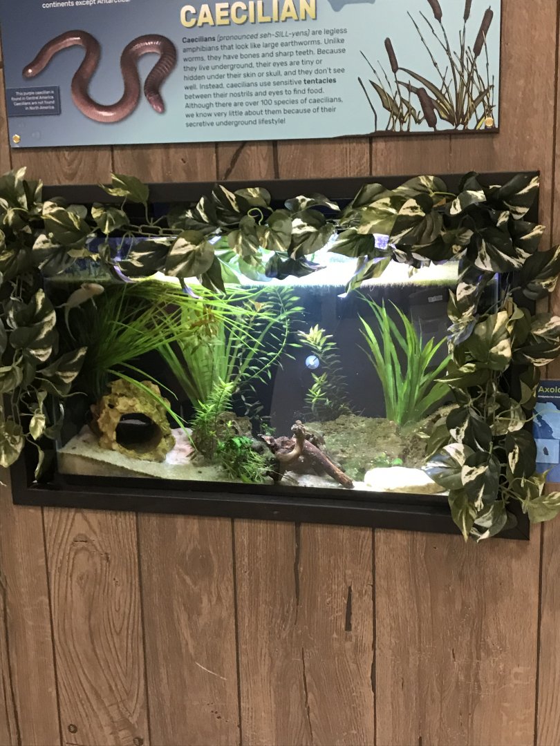Zoo Central- Axolotl terrarium