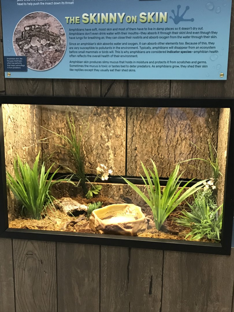 Zoo Central- blue-spotted salamander terrarium