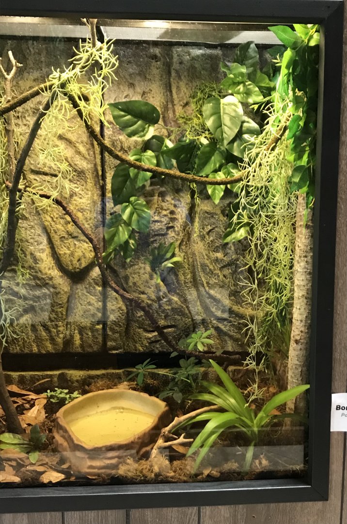 Zoo Central- Borneo eared frog terrarium