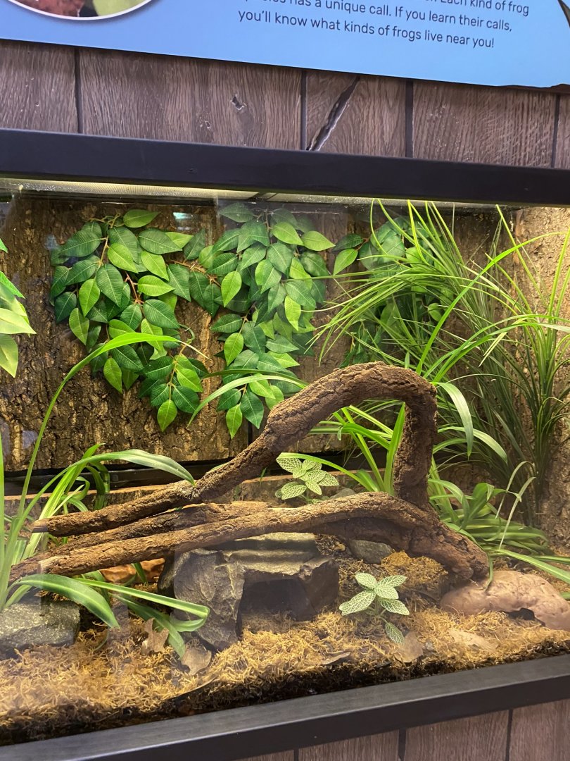 Zoo central- bumblebee poison dart frog terrarium