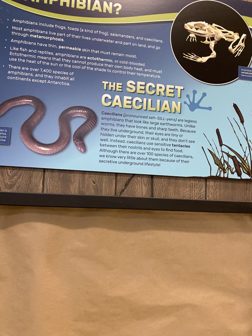 Zoo central- caecilians terrarium