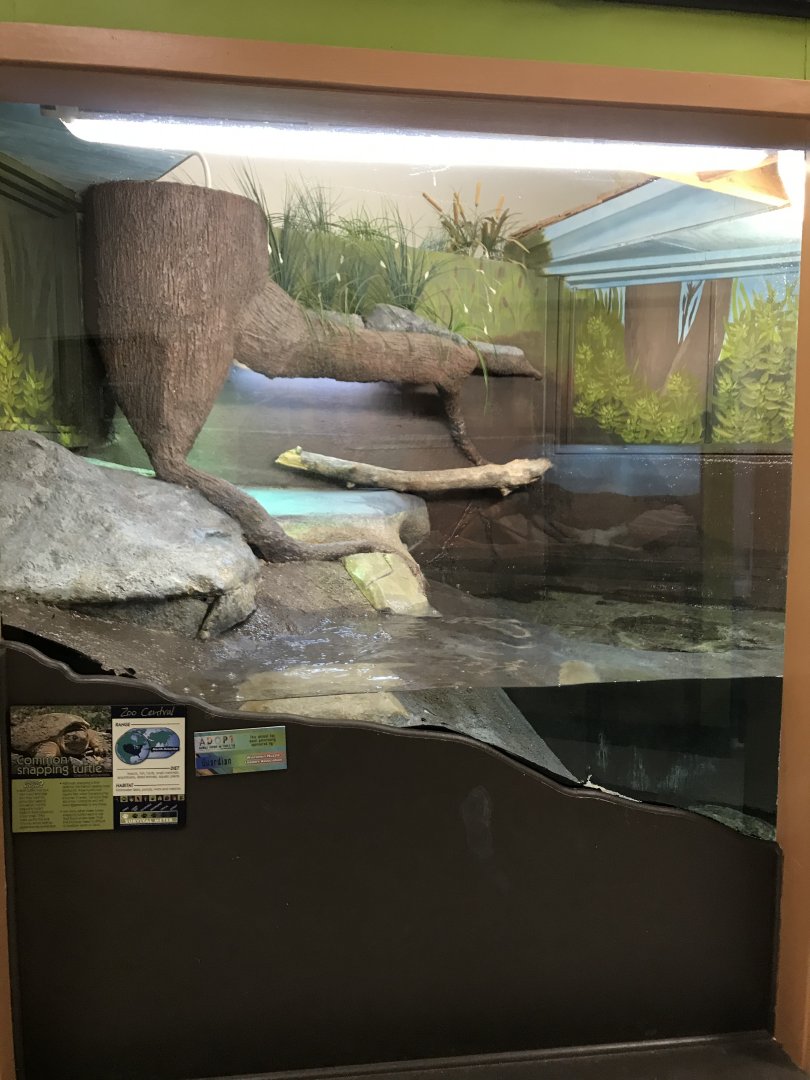 Zoo Central- common snapping turtle exhibit