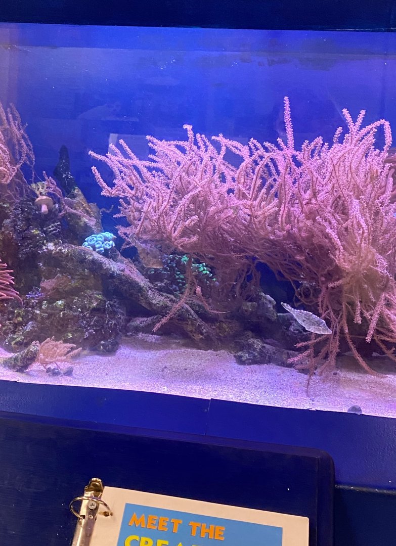 Zoo central- Great Barrier Reef tank