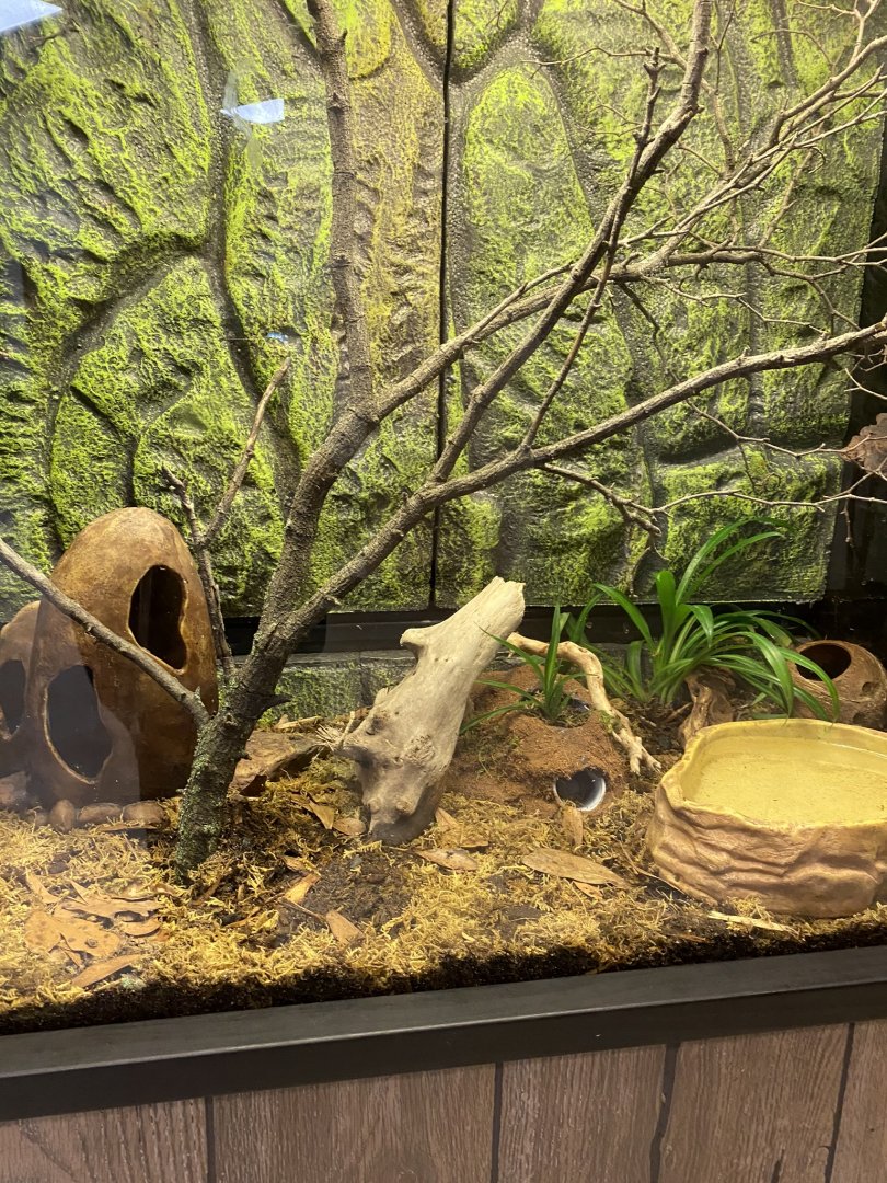 Zoo central- green Mantela frog terrarium