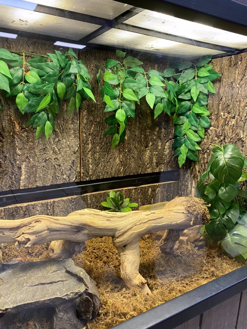 Zoo central- grey tree-frog terrarium