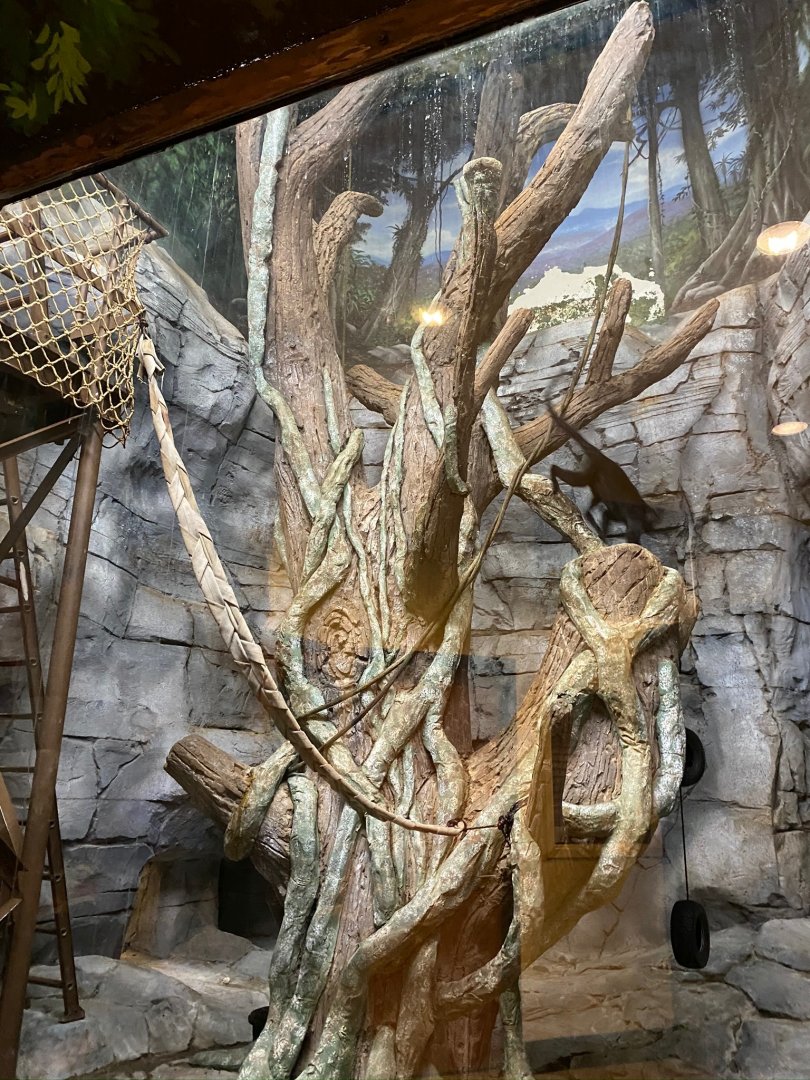 Zoo central- indoor black crested mangabey exhibit