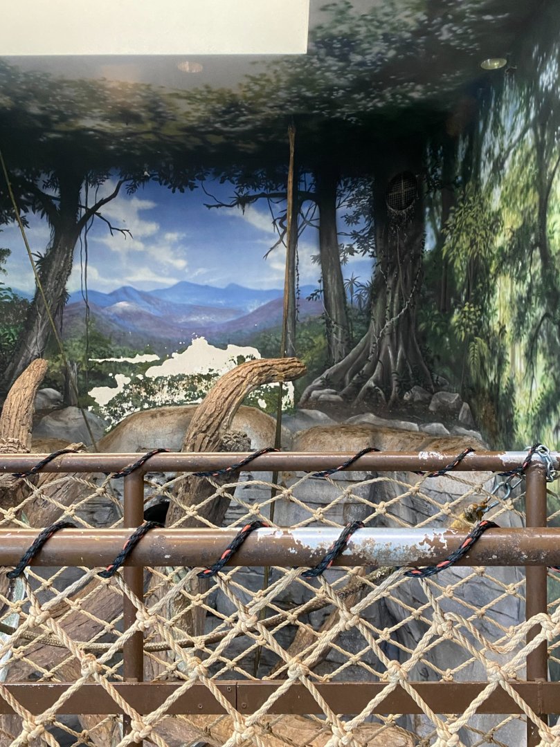 Zoo central- indoor black crested mangabey exhibit